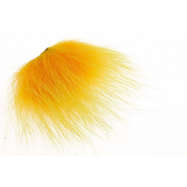 Polar Bear - Sunburst Yell