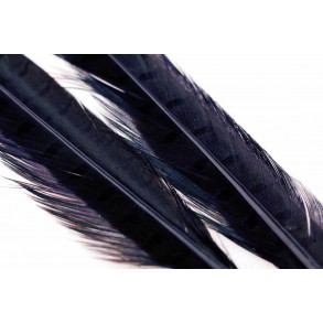 Ringneck Pheasant Tail 1 Pair - Black