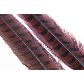 Ringneck Pheasant Tail 1 Pair - Chocolat