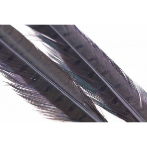 Ringneck Pheasant Tail 1 Pair - Dun