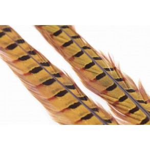 Ringneck Pheasant Tail 1 Pair - Golden Yellow