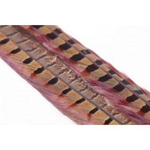 Ringneck Pheasant Tail 1 Pair - Rusty Br