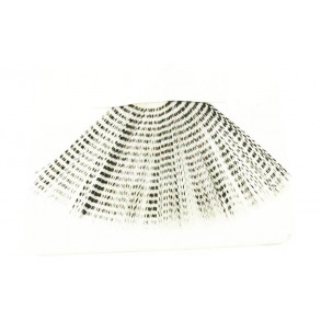 Spinner tails - Grizzly