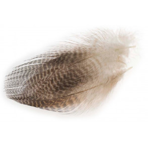 Teal Flank Feather - Nature