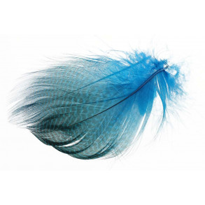 Teal Flank Feathers - Kingfisher Blue