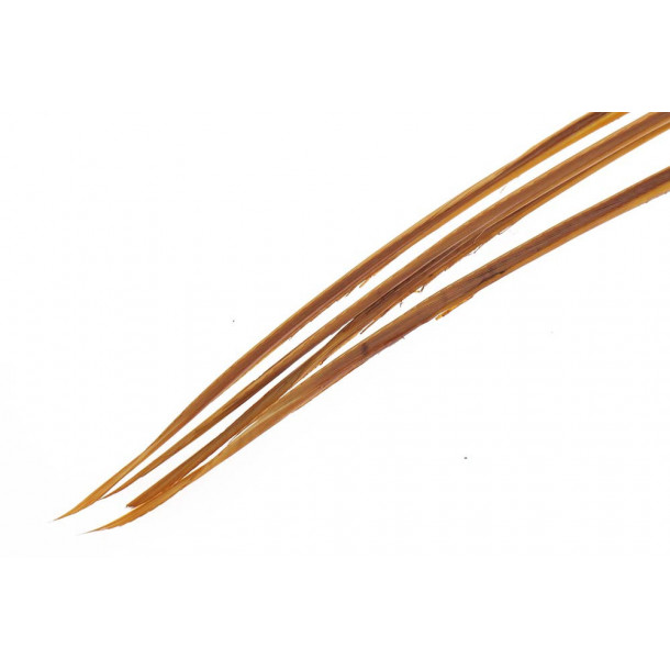 Turkey biots - March Brown