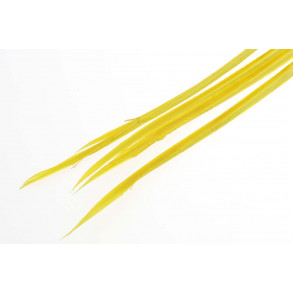 Turkey biots - Morning Dun