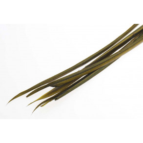 Turkey biots - Olive