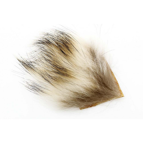 US badger - L