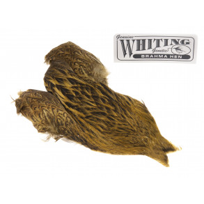 Whiting Brahma - Cape Golden olive