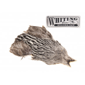 Whiting Brahma - Creme Badger