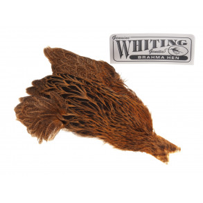 Whiting Brahma - Golden Brown