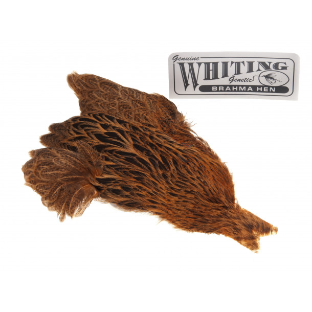 Whiting Brahma - Golden Brown