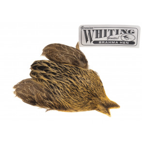 Whiting Brahma - Golden Straw