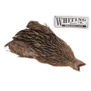 Whiting Brahma - Tan