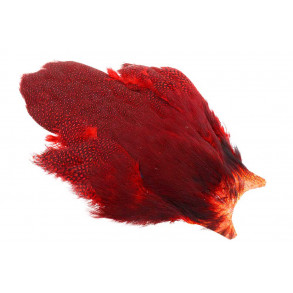 Whiting Guinea cape - Red