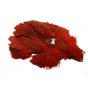 Whiting Whole guinea fowl - red