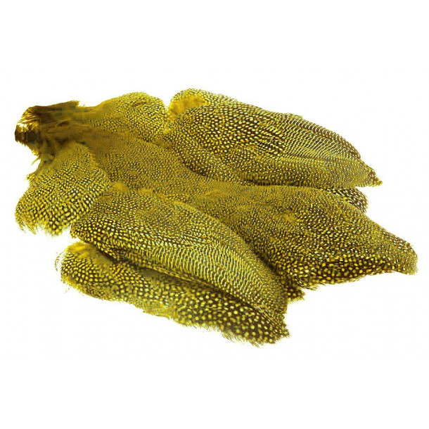 Whiting Whole guinea fowl - yellow