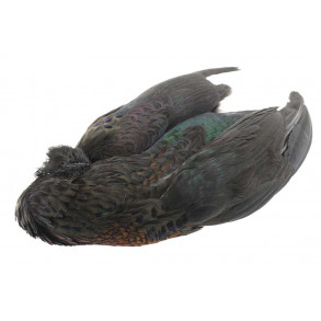 Whole Pheasant without tale - Black