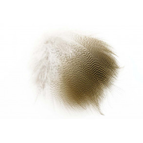 Wood Duck - Lemon Barred