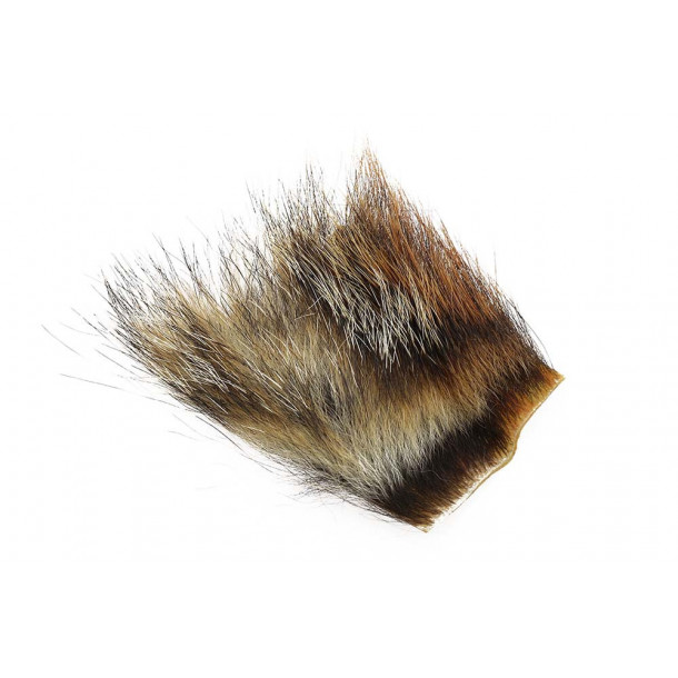 Woodchuck