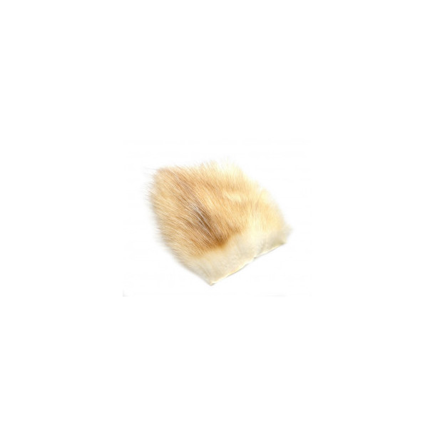 American Opossum - Baitfish