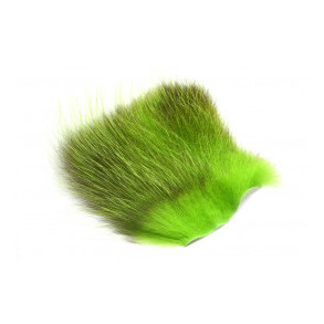 American Opossum - Chartreuse