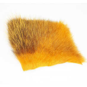 American Opossum - Gold