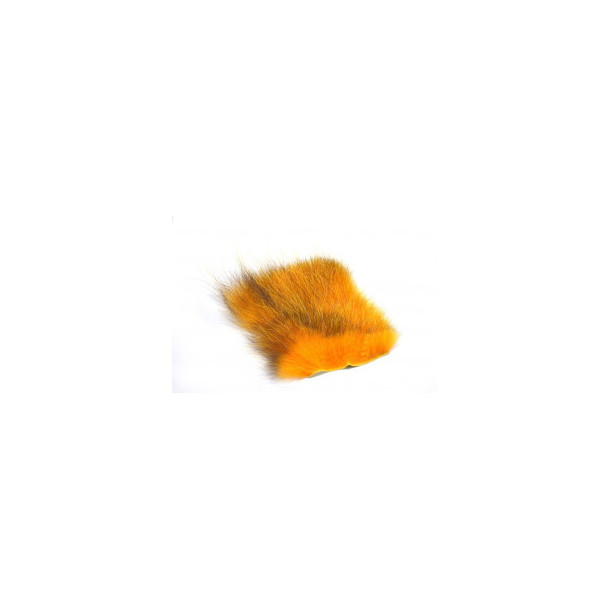 American Opossum - Golden Carrot