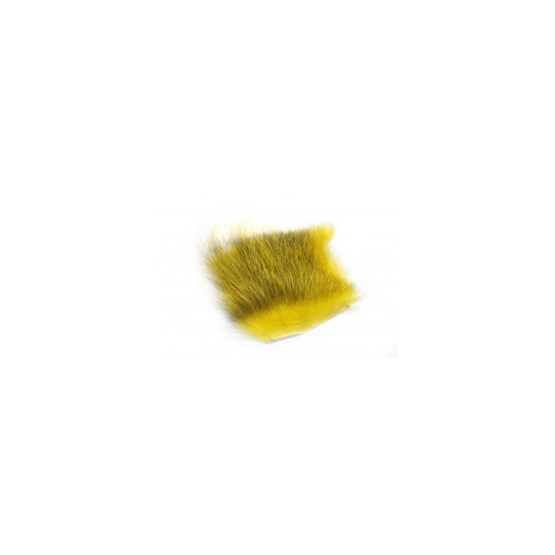 American Opossum - Golden Olive