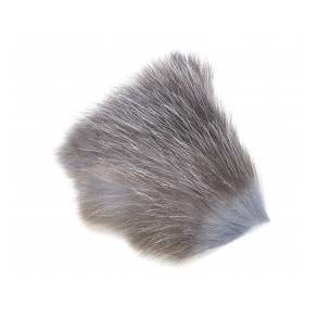 American Opossum - Grey