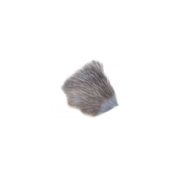 American Opossum - Grey