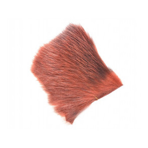 American Opossum - Phatagorva