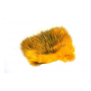 American Opossum - Sun Burst