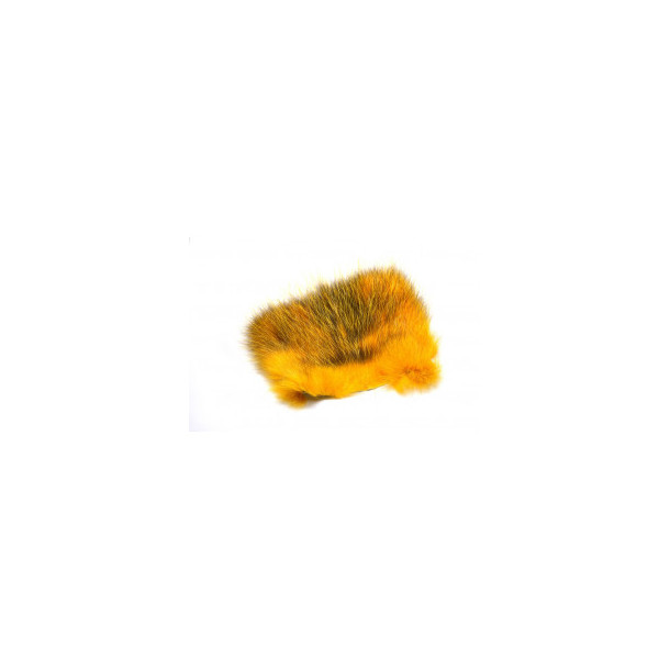 American Opossum - Sun Burst