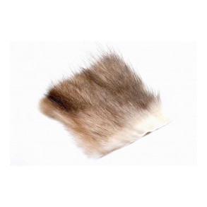 American Opossum - White