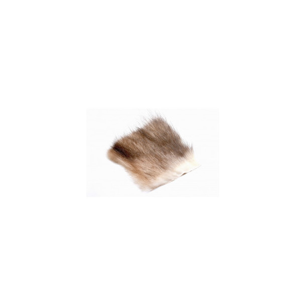 American Opossum - White