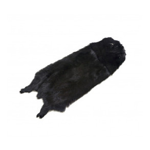 Australian Weasel - Black