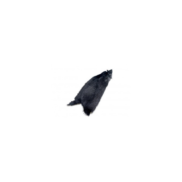 FutureFly - American Ondatra - Black