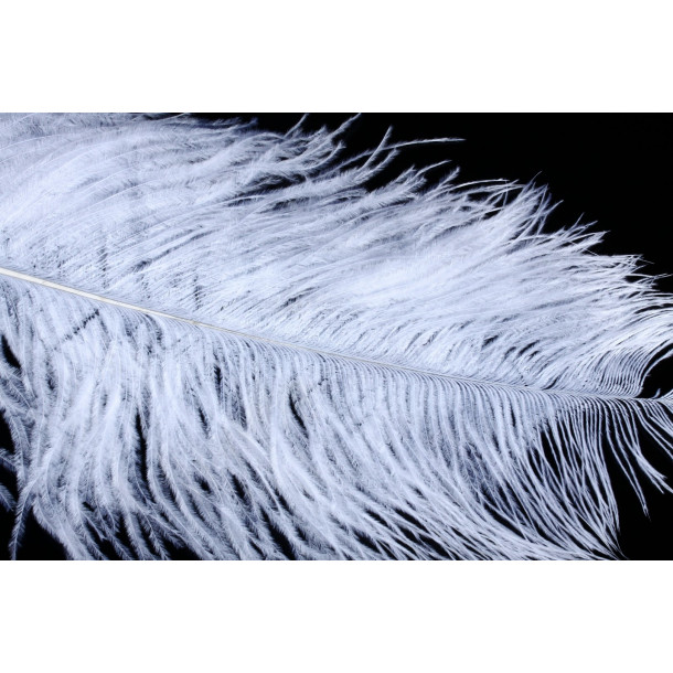 Giant Ostrich - White