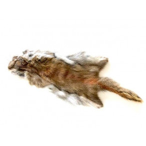 Golden Squirrel - Naturel