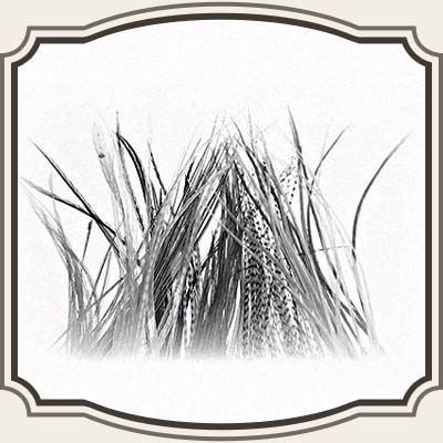 Selected flatwing-tørflue fjer