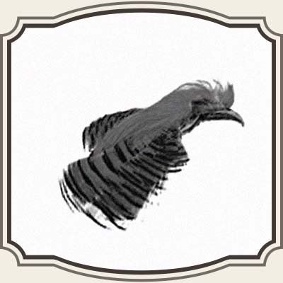 Fasan, Guldfasan og Amhearst