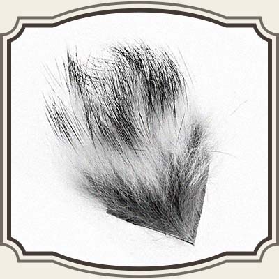 Grævling / Woodchuck