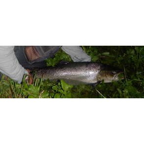 Fly fishing kit guideline LAXA SEATROUT 9'6 # 7