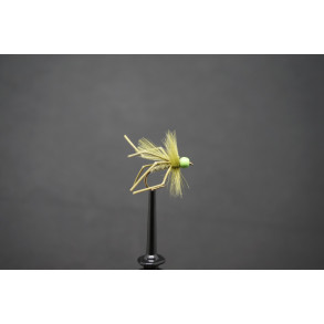 SFG Daddy Green Olive Daddy